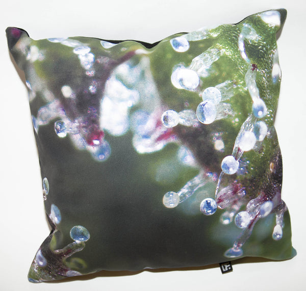 FRANK151 DNA Pillow